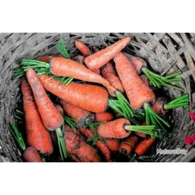 Lot de 500 Graines de Carotte Royal Chantenay - Variété Populaire - Volumineuse, Sucrée, Croquante